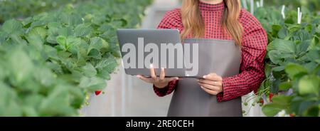 Imprenditore giovane donna asiatica controllare coltivazione fragola con felicità per la ricerca con computer portatile in serra fattoria, femmina esame stra Foto Stock