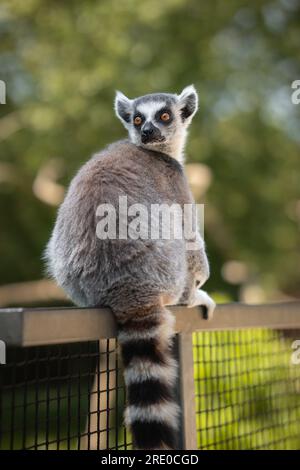Lemur a coda di anello siede sulla Fence nel giardino zoologico. Verticale basso profondità di campo Ritratto animale di Lemur Catta in Zoo. Foto Stock