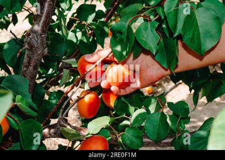 Un uomo raccoglie alcune albicocche mature dall'albero, in un frutteto in Catalogna, Spagna Foto Stock