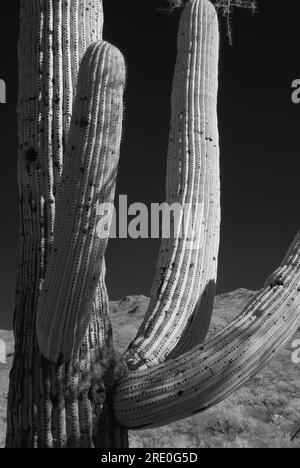 Il deserto di sonora nell'Arizona centrale a infrarossi degli Stati Uniti con il saguaro e il cactus di cholla Foto Stock