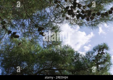 Pino Pitsunda (Pinus brutia pityusa) specie di pino calabrese o turco (Pinus brutia). Primo piano della lussureggiante corona contro il cielo blu. Foto Stock