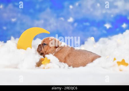 Cucciolo di Bulldog francese dalla testa rossa tra nuvole soffici con luna e stelle Foto Stock