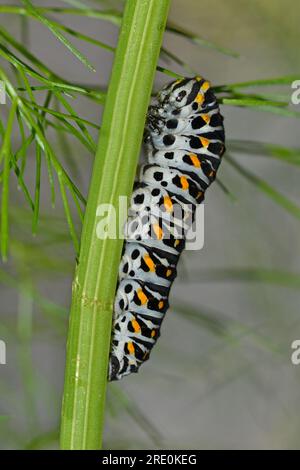 Farfalla a coda di rondine alimentazione del bruco sul finocchio, Norfolk. Una specie in declino limitata ad alcuni siti nel Norfolk. Foto Stock