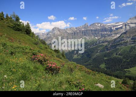 Rose alpine fiorite nella Valle del Saanenland, Svizzera. Foto Stock