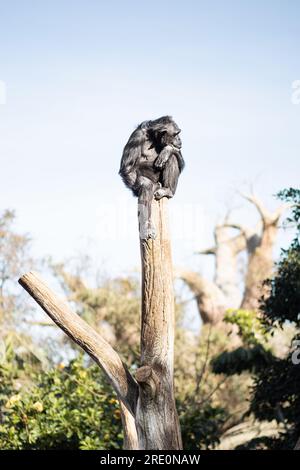 Scimpanzé seduto sulla cima del tronco d'albero in umorita premurosa come posa osservare il mondo intorno a lui. Foto Stock