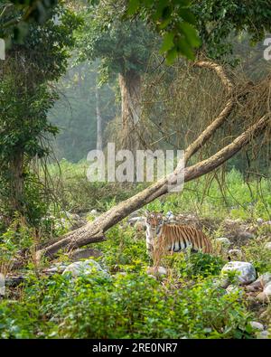 tigre selvaggia o tigre panthera che prende odore e segni di territorio sul tronco di albero caduto in inverno mattina foresta di corbtto verde naturale india Foto Stock