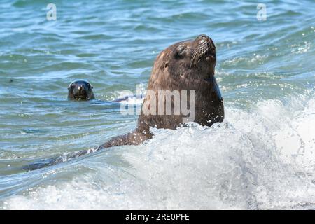 Leone marino sudamericano , Peninsula Valdes, Patagonia, Argentina. Foto Stock