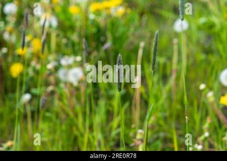 Alcuni piccoli fiori gialli, dandelions bianchi e Phleum pratense. St Moritz Retreat: Cattura i paesaggi panoramici di una città vacanze svizzera. Foto Stock