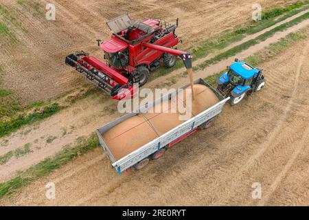 Trattore con rimorchio che lavora in tandem insieme a una mietitrebbia funzionante che scarica la granella dal caricatore. Vista aerea dell'agricoltura Foto Stock