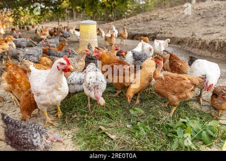 Scelta libera di pollo su un tradizionale fattoria di pollame Foto Stock