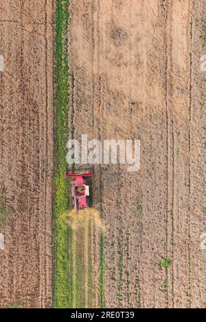 Mietitrebbiatrice agricola per la raccolta di campi di grano maturo dorati. Vista aerea dell'agricoltura Foto Stock