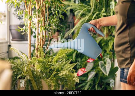Donna che si prende cura e annaffiano piante domestiche con una bottiglia spray a casa Foto Stock