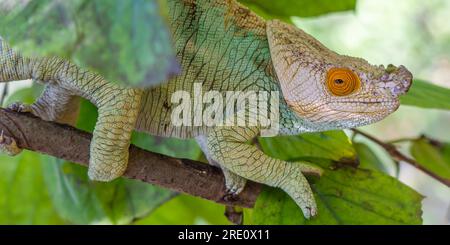 Camaleonte di colore turchese con testa bianca e occhi gialli ravvicinati con la testa sul ramo con foglie verdi, Madagascar Foto Stock