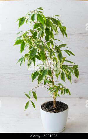 Ficus benjamina in un vaso bianco su uno sfondo di legno chiaro. Foto Stock