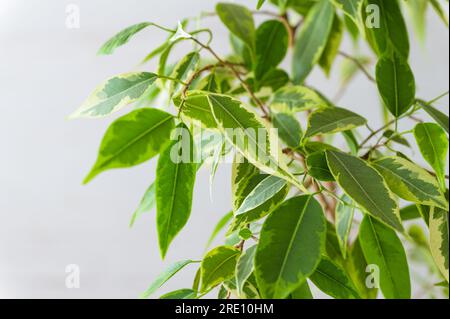 Ficus benjamina su uno sfondo di legno chiaro. Foto Stock