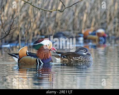 L'anatra mandarina (Aix galericulata) drake chiama in giudizio una donna sui margini di un laghetto boschivo, Forest of Dean, Gloucestershire, Regno Unito Foto Stock