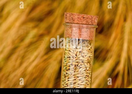 Campione di grano d'orzo raccolto in un tubo di plastica contro un campo di cereali maturi, concentrazione selettiva Foto Stock