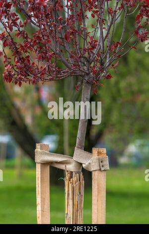 Albero appena piantato schermato con matting del pettine, che rappresenta il concetto della stanza dei bambini della pianta. Messa a fuoco selettiva Foto Stock