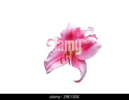 Fiore di giglio rosa isolato su sfondo bianco. Fioritura dei gigli asiatici ritagliano l'icona. Logo Trumpet Lilies, elemento di design con ritaglio di crescita Lillium Hybrids Foto Stock