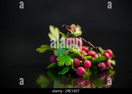 branca di uva spina matura isolata su fondo nero Foto Stock