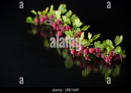 branca di uva spina matura isolata su fondo nero Foto Stock