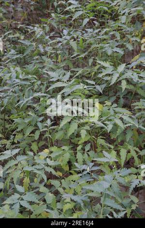 L'albero indica di Azadirachta chiamato anche albero di neem per il raccolto Foto Stock