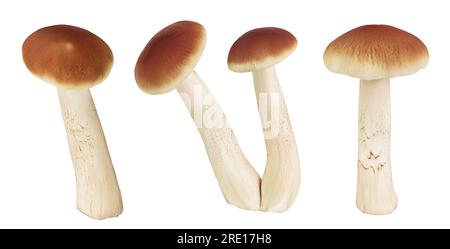 funghi di miele isolati su fondo bianco con profondità di campo piena Foto Stock