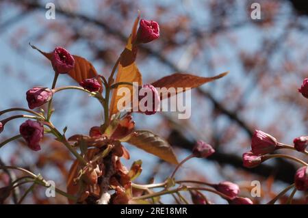 Messa a fuoco selettiva di bellissimi rami di fiori di ciliegio rosa sull'albero sotto il cielo blu, splendidi fiori Sakura durante la stagione primaverile nel parco, struttura floreale, sfondo floreale natura. Foto Stock