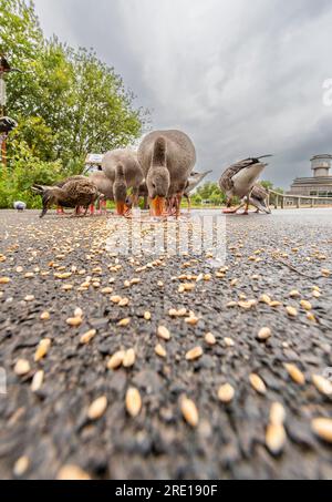 Dare da mangiare alle oche a Slimbridge. I visitatori possono comprare grano per dar da mangiare agli uccelli. Foto Stock