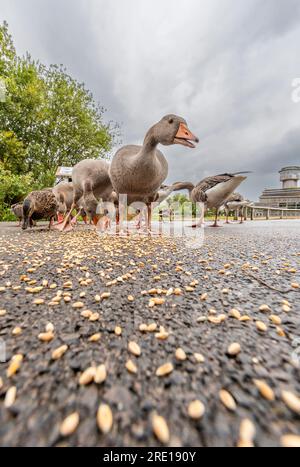 Dare da mangiare alle oche a Slimbridge. I visitatori possono comprare grano per dar da mangiare agli uccelli. Foto Stock