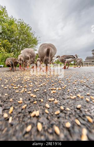 Dare da mangiare alle oche a Slimbridge. I visitatori possono comprare grano per dar da mangiare agli uccelli. Foto Stock