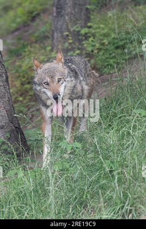 Faccia a faccia con il lupo italiano (Canis lupus italicus) Foto Stock