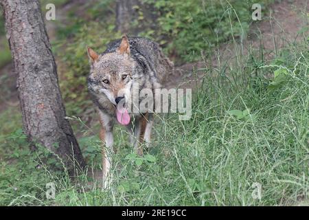 Faccia a faccia con il lupo italiano (Canis lupus italicus) Foto Stock