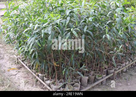 La pianta di Acacia confusa in azienda per la raccolta sono colture da contante Foto Stock