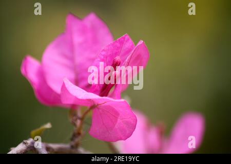 Cultivar "grande Bougainvillea" (Bougainvillea spectabilis) con bratti rosa intenso: (Pix Sanjiv Shukla) Foto Stock