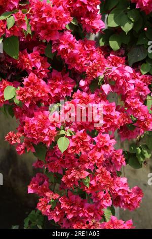 Cultivar "grande Bougainvillea" (Bougainvillea spectabilis) con bratti rosa intenso: (Pix Sanjiv Shukla) Foto Stock