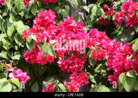 Cultivar "grande Bougainvillea" (Bougainvillea spectabilis) con bratti rosa intenso: (Pix Sanjiv Shukla) Foto Stock