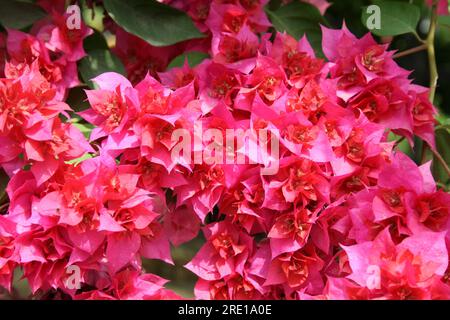 Cultivar "grande Bougainvillea" (Bougainvillea spectabilis) con bratti rosa intenso: (Pix Sanjiv Shukla) Foto Stock