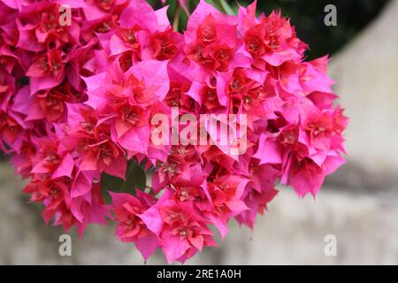 Cultivar "grande Bougainvillea" (Bougainvillea spectabilis) con bratti rosa intenso: (Pix Sanjiv Shukla) Foto Stock