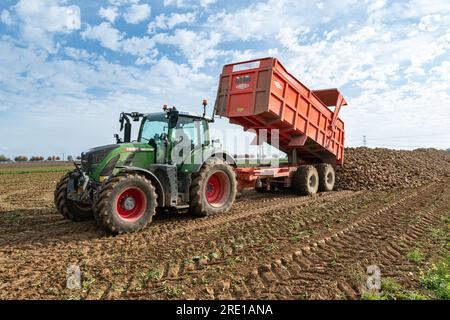 Raccolta di barbabietole in un campo del dipartimento marittimo della Senna (Francia settentrionale). Trattore che scarica barbabietole dal rimorchio, silo di barbabietole Foto Stock