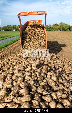 Raccolta di barbabietole in un campo del dipartimento marittimo della Senna (Francia settentrionale). Trattore che scarica barbabietole dal rimorchio, silo di barbabietole Foto Stock