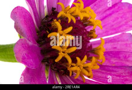 Rosa zinnia fiore isolato su sfondo bianco Foto Stock