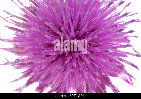 fiore di burdock isolato su sfondo bianco Foto Stock