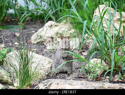 Stoccarda, Germania. 24 luglio 2023. Un quokka australiano sorge nel suo nuovo recinto all'aperto nella nuova Australia House Terra Australis a Wilhelma Stuttgart. Wilhelma aveva trascorso circa quattro anni a convertire l'ex casa delle scimmie dagli anni '1970 in "Terra Australis". Crediti: Bernd Weißbrod/dpa/Alamy Live News Foto Stock