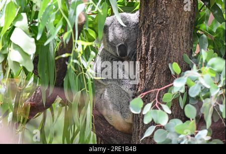 Stoccarda, Germania. 24 luglio 2023. Un koala australiano si trova nella nuova Terra Australis Australia House a Wilhelma Stuttgart. Wilhelma aveva trascorso circa quattro anni trasformando l'ex casa delle scimmie dagli anni '1970 in "Terra Australis". Crediti: Bernd Weißbrod/dpa/Alamy Live News Foto Stock