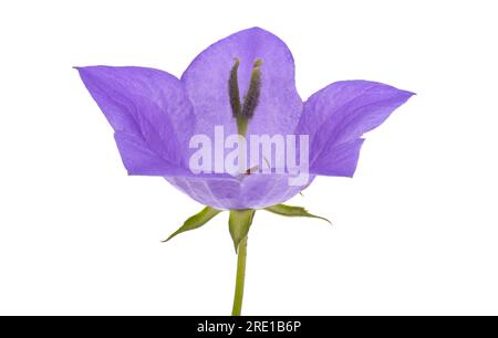 fiore di platicodone isolato su sfondo bianco Foto Stock