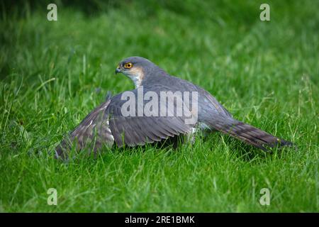 Sparrowkawk on kill in inglese Garden Foto Stock