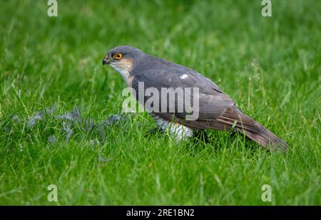 Sparrowkawk on kill in inglese Garden Foto Stock