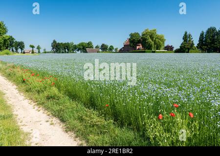 Prato di lino in fiore lungo una strada sterrata. Poppy e lino vicino a Pissy (Francia settentrionale) Foto Stock