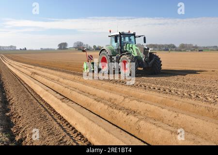 Piantagione di patate, semina meccanizzata con trattore e passaggio della trinciatrice che prepara 2 creste per 4 file. Foto Stock